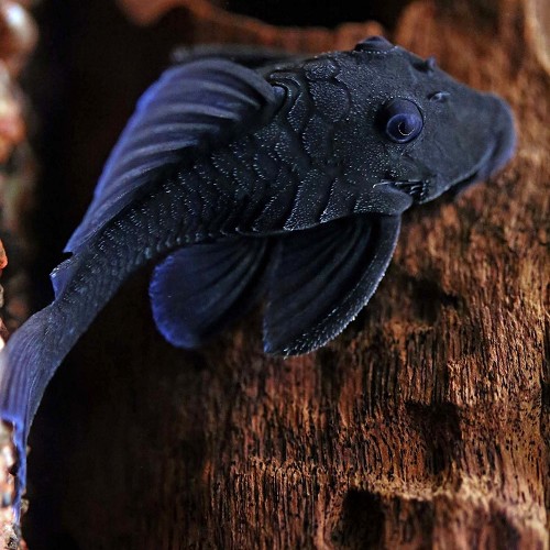 Baryancistrus beginni sp.blue 6-8 cm
